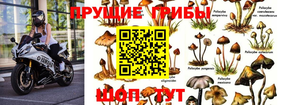 Галлюциногенные грибы прущие грибы  что такое   Ленинск-Кузнецкий  Вход с VPN 